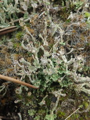 Cladonia glebosa
