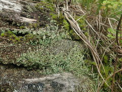 Cladonia glebosa