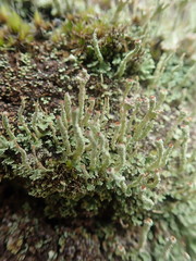 Cladonia glebosa