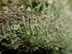 Cladonia glebosa