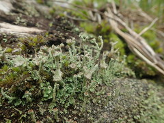 Cladonia glebosa