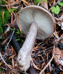 Lactarius pseudomucidus