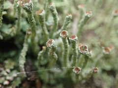 Cladonia glebosa