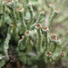 Cladonia glebosa - Photo (c) Marley Ford, algunos derechos reservados (CC BY-NC-SA), subido por Marley Ford