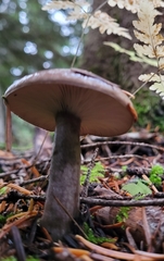 Lactarius pseudomucidus