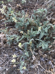 Astragalus nuttallii nuttallii