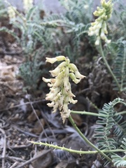 Astragalus nuttallii nuttallii