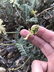 Astragalus nuttallii nuttallii