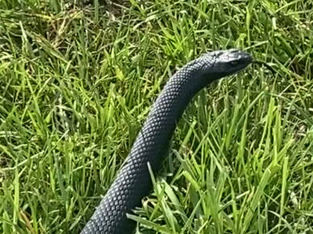 Northern Black Racer from Broad St, Saint Georges, DE, US on October 04 ...