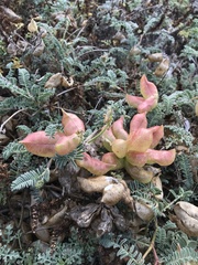 Astragalus nuttallii nuttallii