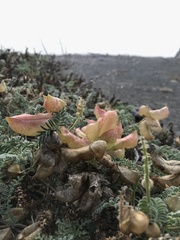 Astragalus nuttallii nuttallii