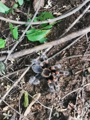 Brachypelma hamorii