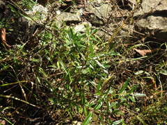 Hypericum sphaerocarpum