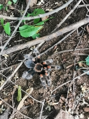 Brachypelma hamorii
