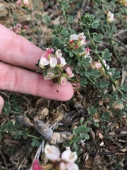 Acmispon cytisoides