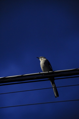 Mimus polyglottos