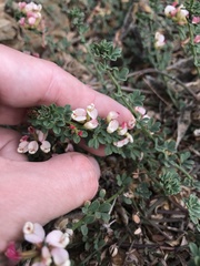 Acmispon cytisoides