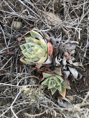 Dudleya palmeri