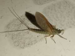 Ephemeroptera