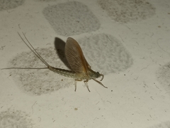 Ephemeroptera