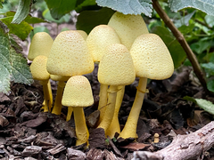 Leucocoprinus birnbaumii
