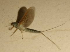 Ephemeroptera