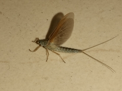 Ephemeroptera