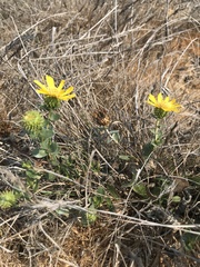 Grindelia stricta platyphylla