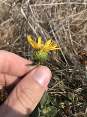 Grindelia stricta platyphylla