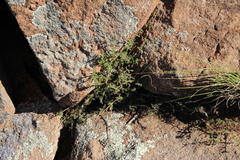 Jamesbrittenia tysonii