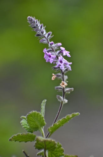 Sweet Stem