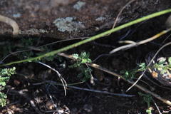 Jamesbrittenia tysonii