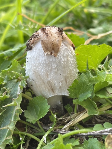Star-capped Coprinus