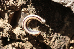 Spirobolellus immigrans