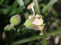 Anoda lanceolata