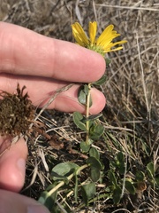 Grindelia stricta platyphylla