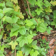 Dioscorea sansibarensis
