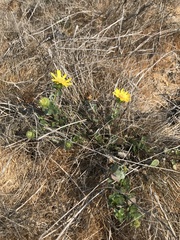 Grindelia stricta platyphylla