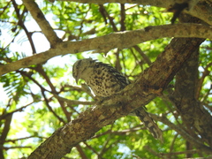 Campylorhynchus nuchalis