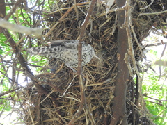 Campylorhynchus nuchalis