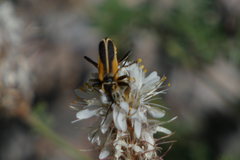 Chauliognathus opacus