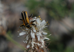 Chauliognathus opacus