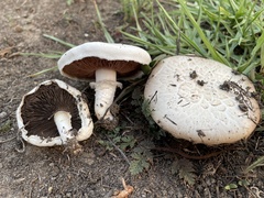 Agaricus incultorum