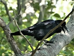 Corvus corax