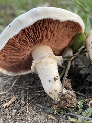 Agaricus incultorum