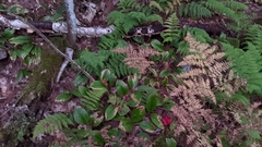 Cypripedium acaule