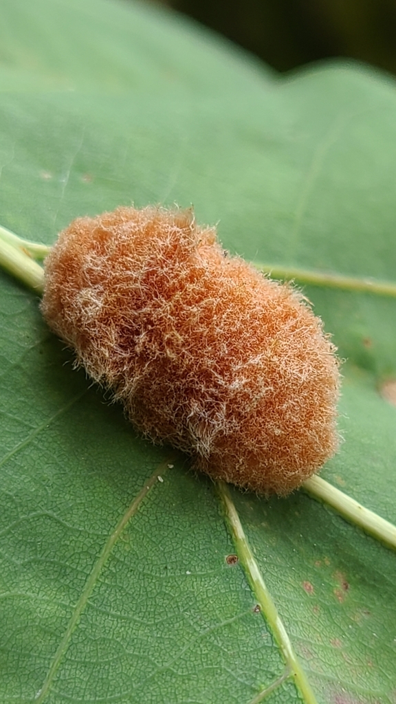 Druon quercusflocci