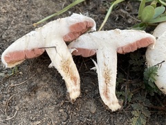 Agaricus incultorum