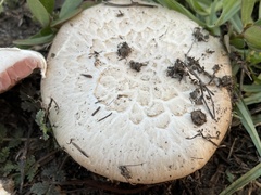 Agaricus incultorum