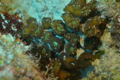 Caulastraea furcata